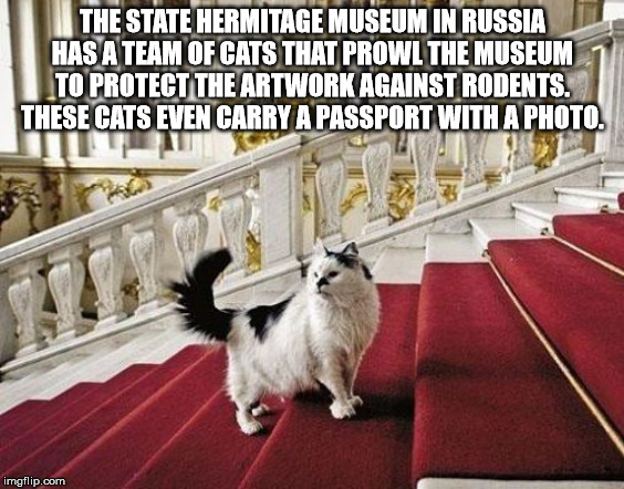 hermitage cats - The State Hermitage Museum In Russia Has A Team Of Cats That Prowl The Museum To Protect The Artwork Against Rodents. These Cats Even Carry A Passport With A Photo Tu imgflip.com