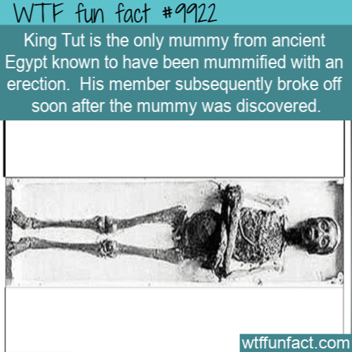 tutankhamun mummy - Wtf fun fact King Tut is the only mummy from ancient Egypt known to have been mummified with an erection. His member subsequently broke off soon after the mummy was discovered. wtffunfact.com