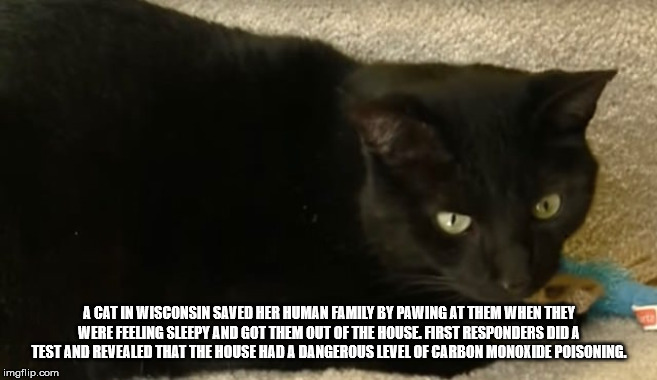 black cat - A Cat In Wisconsin Saved Her Human Family By Pawing At Them When They Were Feeing Sleepy And Got Them Out Of The House. First Responders Dida Test And Revealed That The House Had A Dangerous Level Of Carbon Monoxide Poisoning. imgflip.com