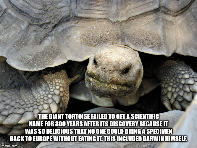 tortoise - The Giant Tortoise Failed To Get A Scientific Name For 300 Years After Its Discovery Because It Was So Delicious That No One Could Bring A Specimen Back To Europe Without Eating It This Included Darwin Himself. imgflip.com