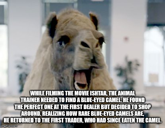 camel from geico commercial - While Filming The Movie Ishtar, The Animal Trainer Needed To Find A BlueEyed Camel. He Found The Perfect One At The First Dealer But Decided To Shop Around, Realizing How Rare BlueEyed Camels Are, He Returned To The First Tra