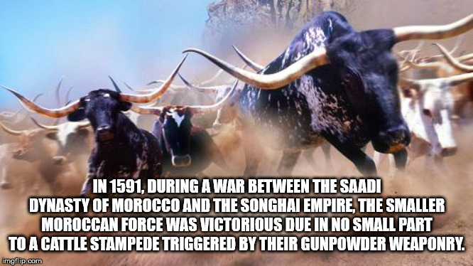 longhorn running - In 1591. During Awar Between The Saadi Dynasty Of Morocco And The Songhai Empire. The Smaller Moroccan Force Was Victorious Due In No Small Part To A Cattle Stampede Triggered By Their Gunpowder Weaponry. imgflip.com