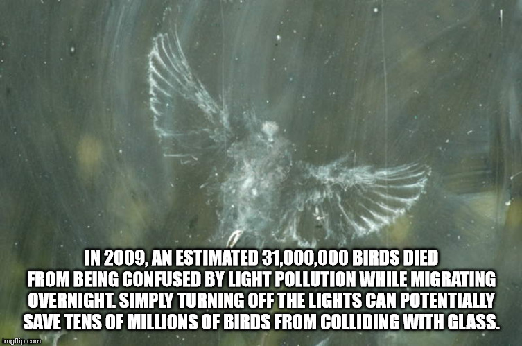 extreme production music - In 2009, An Estimated 31,000,000 Birds Died From Being Confused By Light Pollution While Migrating Overnight. Simply Turning Off The Lights Can Potentially Save Tens Of Millions Of Birds From Colliding With Glass. imgflip.com