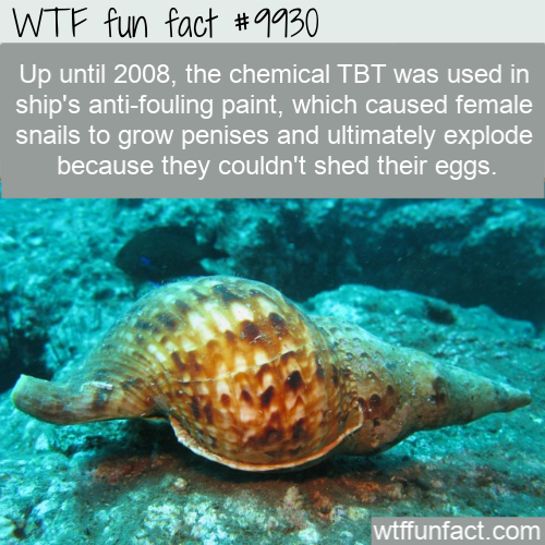 sea snails - Wtf fun fact Up until 2008, the chemical Tbt was used in ship's antifouling paint, which caused female snails to grow penises and ultimately explode because they couldn't shed their eggs. wtffunfact.com