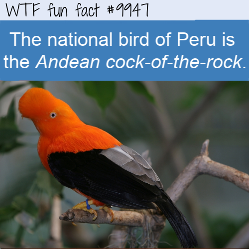 peru bird - Wtf fun fact The national bird of Peru is the Andean cockoftherock.