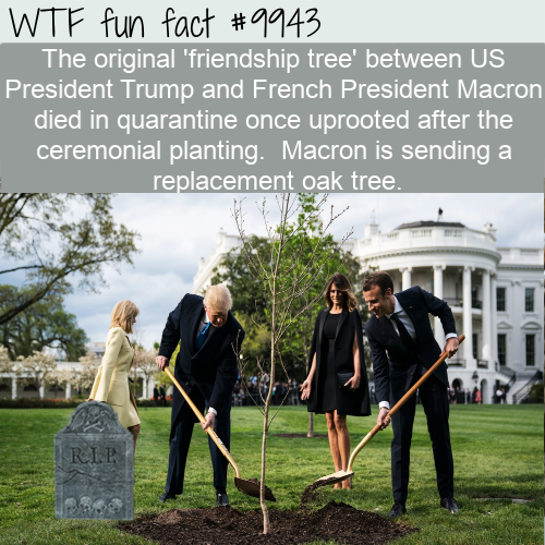 trump and macron planting a tree - Wtf fun fact The original 'friendship tree' between Us President Trump and French President Macron died in quarantine once uprooted after the ceremonial planting. Macron is sending a replacement oak tree. Rip