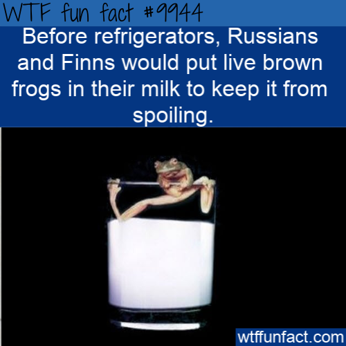 frog in glass - Wtf fun fact Before refrigerators, Russians and Finns would put live brown frogs in their milk to keep it from spoiling. wtffunfact.com