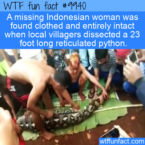 fun - Wtf fun fact A missing Indonesian woman was found clothed and entirely intact when local villagers dissected a 23 foot long reticulated python. wtffunfact.com