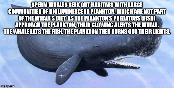 Sperm Whales Seek Out Habitats With Large Communities Of Bioluminescent Plankton, Which Are Not Part Of The Whale'S Diet. As The Plankton'S Predators Fish Approach The Plankton. Their Glowing Alerts The Whale. The Whale Eats Th