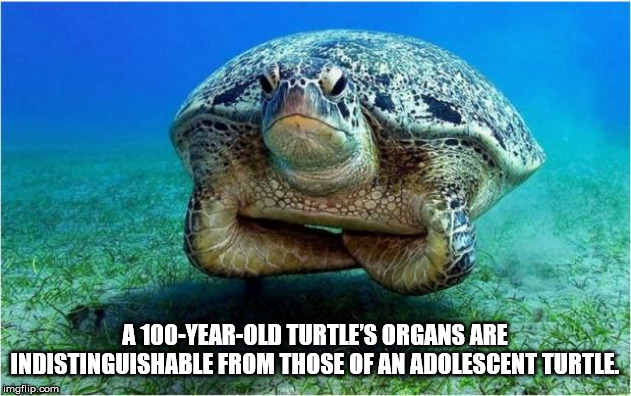 happy sea turtle - A 100YearOld Turtle'S Organs Are Indistinguishable From Those Of An Adolescent Turtle imgflip.com