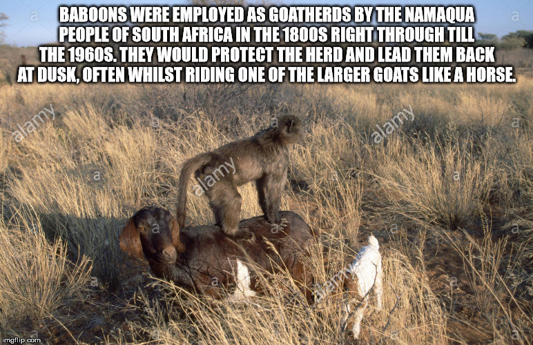 wildlife - a Baroons Were Employed As Goatherds By The Namaoua a People Of South Africa In The 1800S Right Through Till The 1960S. They Would Protect The Herd And Lead Them Back At Dusk.Often Whilst Riding One Of The Larger Goats A Horse, a lamy imgflip.c