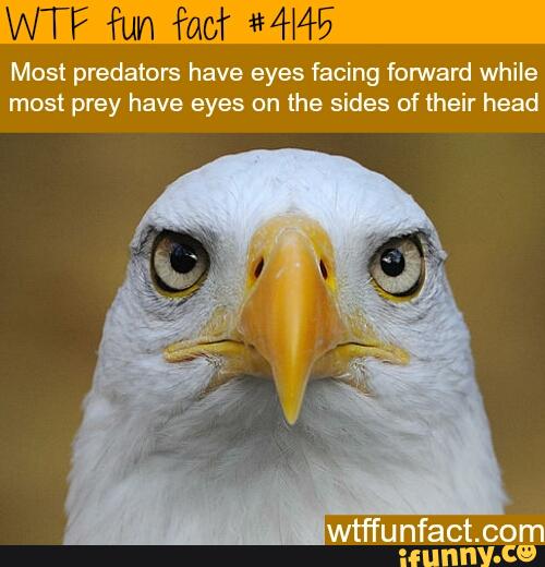40 Fun Facts to Make You Feel Smarter