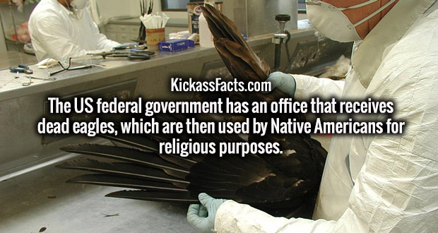 medical examiner - KickassFacts.com The Us federal government has an office that receives dead eagles, which are then used by Native Americans for religious purposes.
