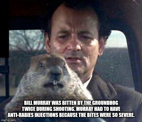 groundhog day movie - Bill Murray Was Bitten By The Groundhog Twice During Shooting. Murray Had To Have AntiRabies Injections Because The Bites Were So Severe imgflip.com