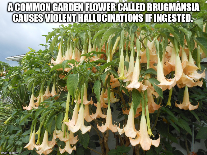 A Common Garden Flower Called Brugmansia Causes Violent Hallucinations If Ingested. imgflip.com