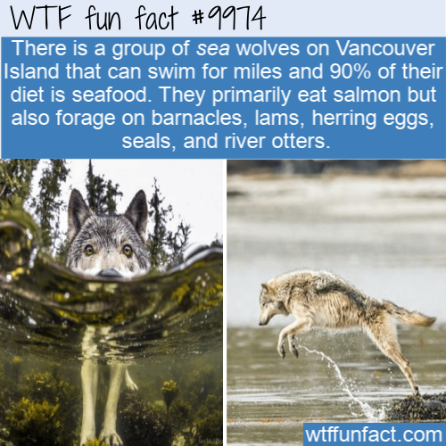not good enough for truth - Wtf fun fact There is a group of sea wolves on Vancouver Island that can swim for miles and 90% of their diet is seafood. They primarily eat salmon but also forage on barnacles, lams, herring eggs, seals, and river otters. wtff