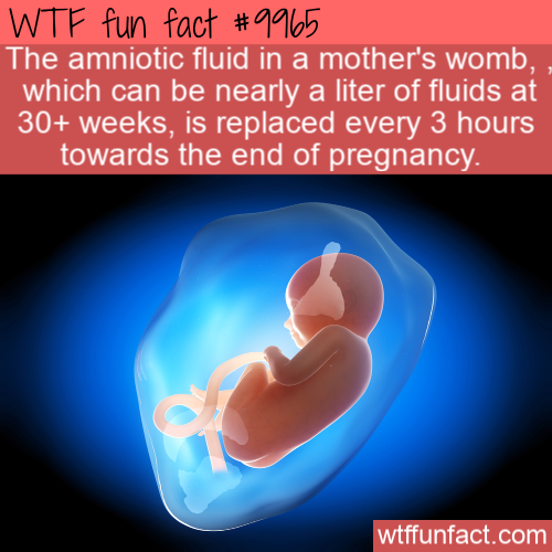 amniotic fluid - Wtf fun fact The amniotic fluid in a mother's womb, which can be nearly a liter of fluids at 30 weeks, is replaced every 3 hours towards the end of pregnancy. wtffunfact.com