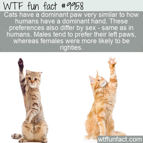 photo caption - Wtf fun fact Cats have a dominant paw very similar to how humans have a dominant hand. These preferences also differ by sex same as in humans. Males tend to prefer their left paws, whereas females were more ly to be righties. wtffunfact.co