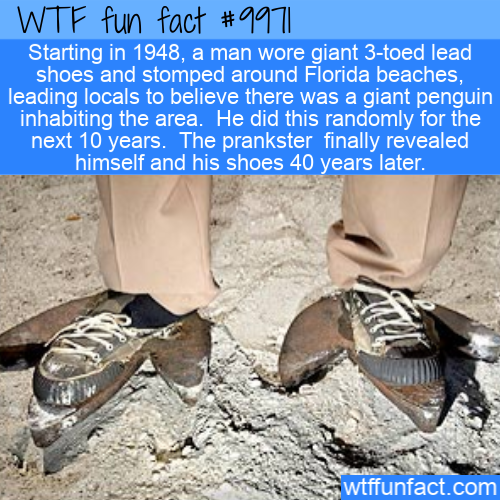 wtf fun fact - Wtf fun fact Starting in 1948, a man wore giant 3toed lead shoes and stomped around Florida beaches, leading locals to believe there was a giant penguin inhabiting the area. He did this randomly for the next 10 years. The prankster finally 