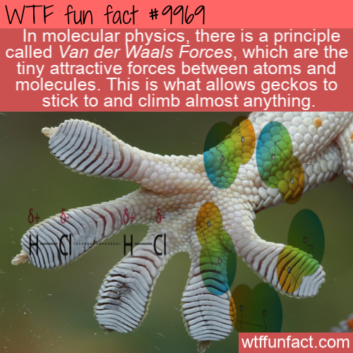 wtf fun facts - Wtf fun fact In molecular physics, there is a principle called Van der Waals Forces, which are the tiny attractive forces between atoms and molecules. This is what allows geckos to stick to and climb almost anything. stickes. This ces betr