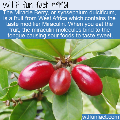 miracle fruit - Wtf fun fact The Miracle Berry, or synsepalum dulcificum, is a fruit from West Africa which contains the taste modifier Miraculin. When you eat the fruit, the miraculin molecules bind to the tongue causing sour foods to taste sweet. wtffun