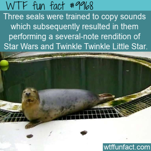 Earless seal - Three seals were trained to copy sounds which subsequently resulted in them performing a severalnote rendition of Star Wars and Twinkle Twinkle Little Star.