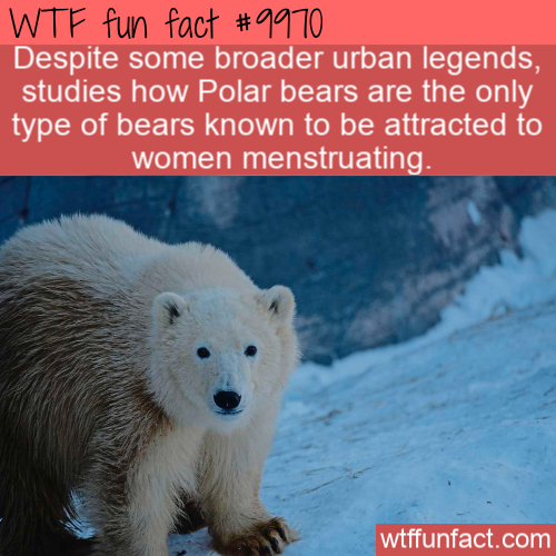 polar bear - Despite some broader urban legends, studies how Polar bears are the only type of bears known to be attracted to women menstruating