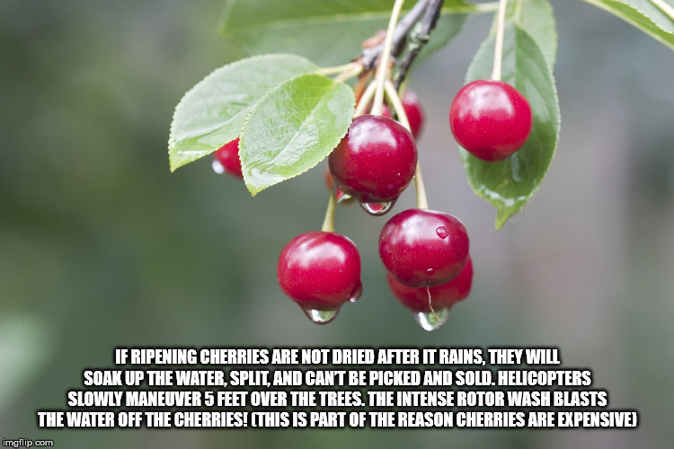 types of cherry trees - If Ripening Cherries Are Not Dried After It Rains. They Will Soak Up The Water, Split, And Cant Be Picked And Sold. Helicopters Slowly Maneuver 5 Feet Over The Trees. The Intense Rotor Wash Blasts The Water Off The Cherries! This I