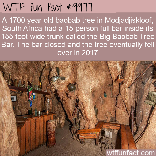 pub in baobab tree - A 1700 year old baobab tree in Modjadjiskloof, South Africa had a 15person full bar inside its 155 foot wide trunk called the Big Baobab Tree Bar. The bar closed and the tree eventually fell over in 2017.