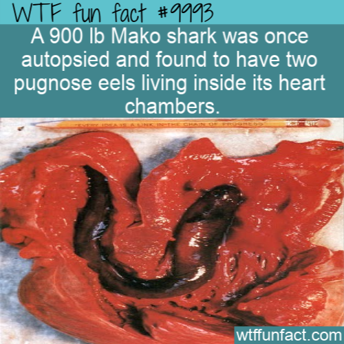 wtf facts - Wtf fun fact A 900 lb Mako shark was once autopsied and found to have two pugnose eels living inside its heart chambers wtffunfact.com