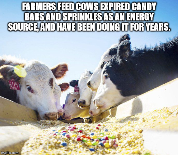 do cows eat corn - Farmers Feed Cows Expired Candy Bars And Sprinkles As An Energy Source, And Have Been Doing It For Years. imgflip.com