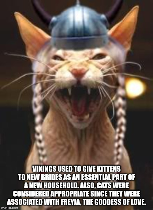 crazy viking - Vikings Used To Give Kittens To New Brides As An Essential Part Of A New Household. Also, Cats Were Considered Appropriate Since They Were Associated With Freyja, The Goddess Of Love imgflip.com