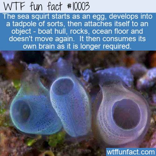 wtf fun facts about the brain - Wtf fun fact The sea squirt starts as an egg, develops into a tadpole of sorts, then attaches itself to an object boat hull, rocks, ocean floor and doesn't move again. It then consumes its own brain as it is longer required
