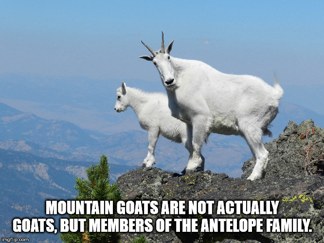 mountain goat - We Mountain Goats Are Not Actually Goats, But Members Of The Antelope Family. imgflip.com