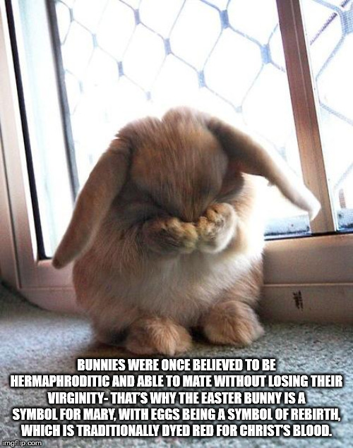 sad bunny - Bunnies Were Once Believed To Be Hermaphroditic And Arieto Mate Without Losing Their VirginityThat'S Why The Easter Bunny Is A Symbol For Mary, With Eggs Being A Symbol Of Rebirth. Which Is Traditionally Dyed Red For Christs Bloon imgflip.com