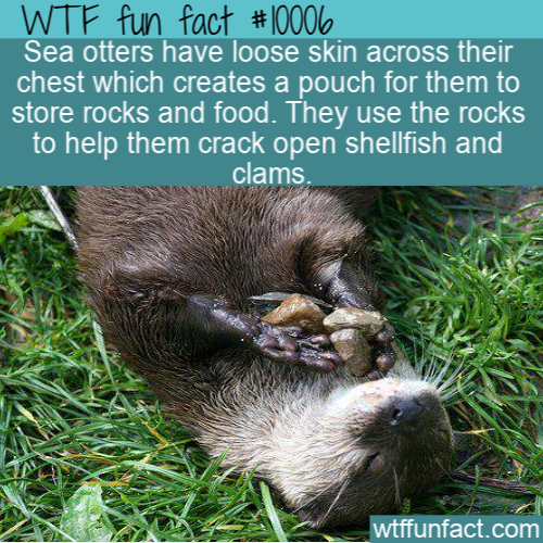 fun animal facts - Wtf fun fact Sea otters have loose skin across their chest which creates a pouch for them to store rocks and food. They use the rocks to help them crack open shellfish and clams wtffunfact.com
