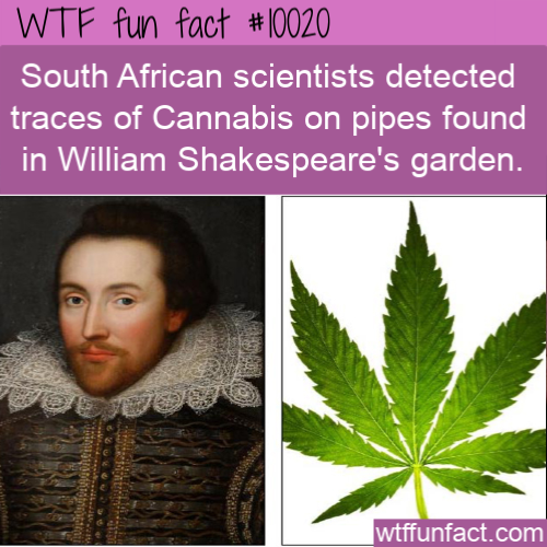 william shakespeare - Wtf fun fact South African scientists detected traces of Cannabis on pipes found in William Shakespeare's garden. wtffunfact.com