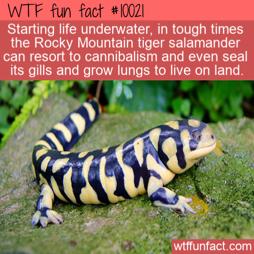 british columbia amphibians - Wtf fun fact || Starting life underwater, in tough times the Rocky Mountain tiger salamander can resort to cannibalism and even seal its gills and grow lungs to live on land. wtffunfact.com