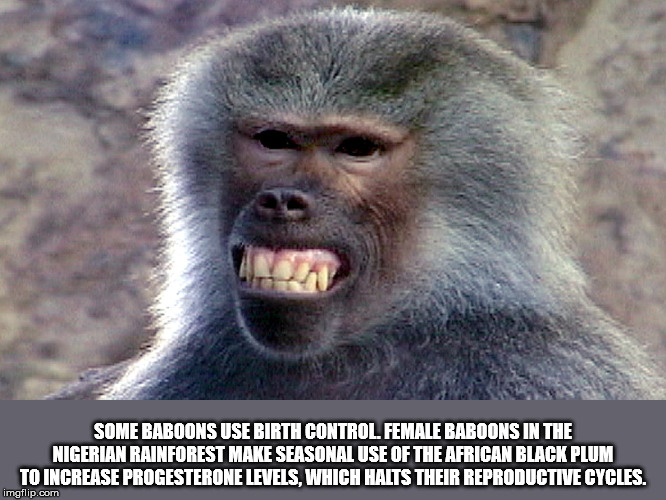 monkey fake smile meme - Some Baboons Use Birth Control Female Baboons In The Nigerian Rainforest Make Seasonal Use Of The African Black Plum To Increase Progesterone Levels, Which Halts Their Reproductive Cycles. imgflip.com