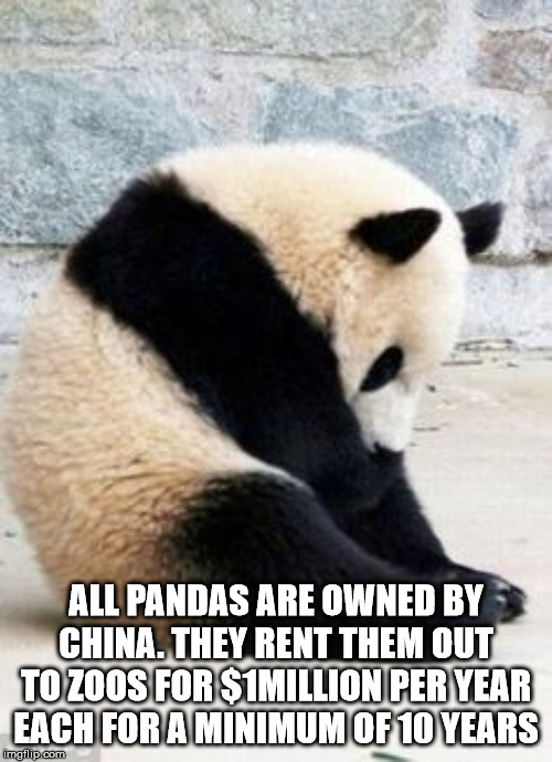 funny panda - All Pandas Are Owned By China. They Rent Them Out To Zoos For S1MILLION Per Year Each For A Minimum Of 10 Years imgflip.com