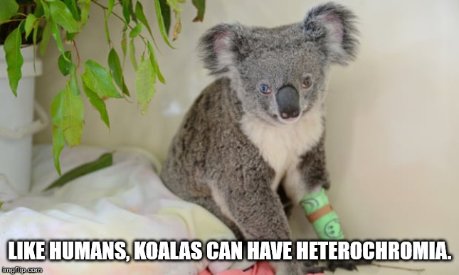 third world success kid - Humans, Koalas Can Have Heterochromia. imgflip.com