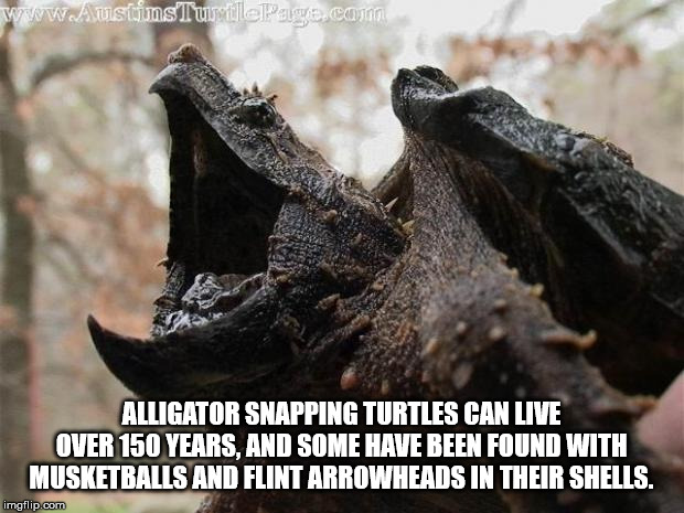 strongest turtle bite - Www AustjumsTurtle Page.cat Alligator Snapping Turtles Can Live Over 150 Years. And Some Have Been Found With Musketballs And Flint Arrowheads In Their Shells. imgflip.com