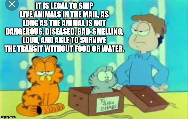 garfield mails nermal to abu dhabi - It Is Legal To Ship Live Animals In The Mailas Long As The Animal Is Not Dangerous, Diseased, BadSmelling. Loud, And Able To Survive The Transit Without Food Or Water. 19.Bu. Dini imgflip.com