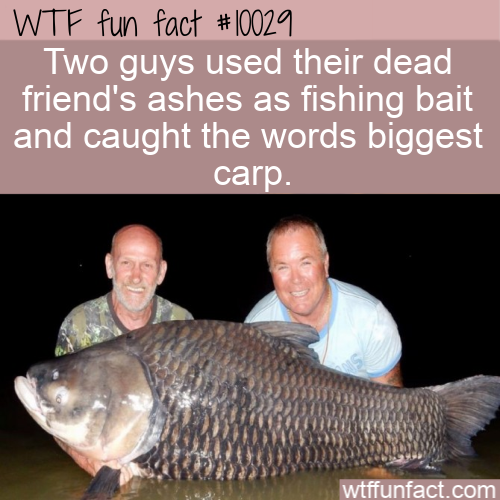 form 3 - Wtf fun fact Two guys used their dead friend's ashes as fishing bait and caught the words biggest carp. wtffunfact.com