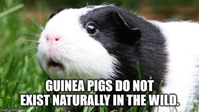 guinea pigs - Guinea Pigs Do Not Exist Naturally In The Wild. imgflip.com Zania