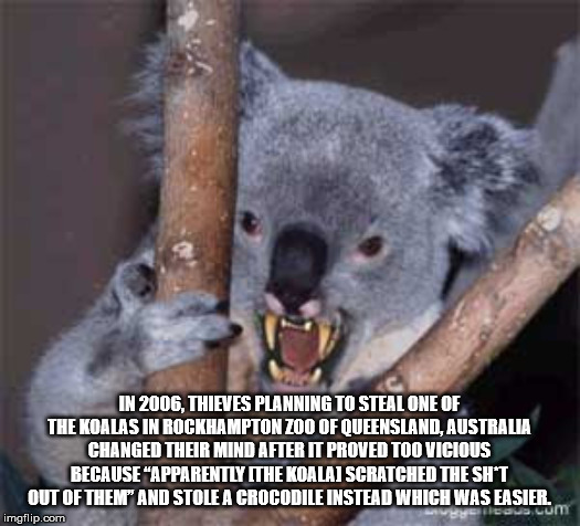 drop bears - In 2006, Thieves Planning To Steal One Of The Koalas In Rockhampton Zoo Of Queensland Australia Changed Their Mind After It Proved Too Vicious Because "Apparently Ithe Koalai Scratched The Sht Out Of Them And Stole A Crocodile Instead Which W