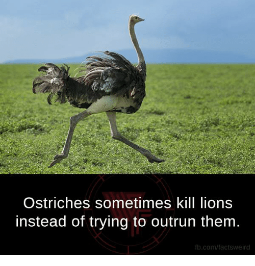 flightless bird running - Ostriches sometimes kill lions instead of trying to outrun them. fb.comfactsweird
