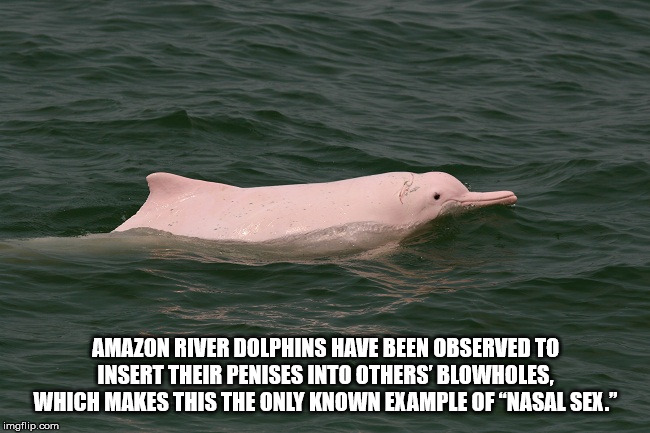 kid rock - Amazon River Dolphins Have Been Observed To Insert Their Penises Into Others' Blowholes, Which Makes This The Only Known Example Of "Nasal Sex." imgflip.com
