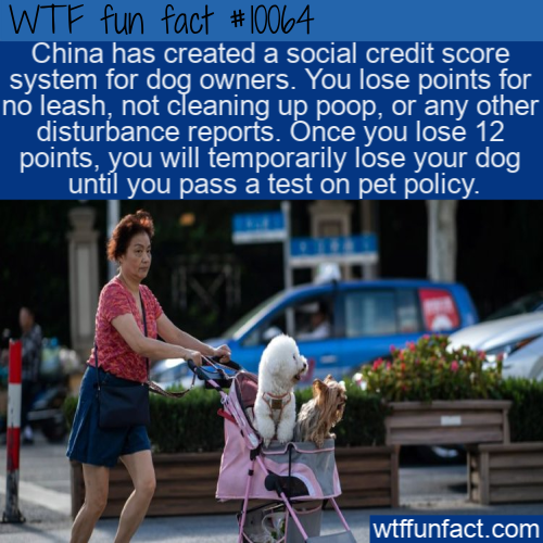 car - Wtf fun fact China has created a social credit score system for dog owners. You lose points for no leash, not cleaning up poop, or any other disturbance reports. Once you lose 12 points, you will temporarily lose your dog, until you pass a test on p