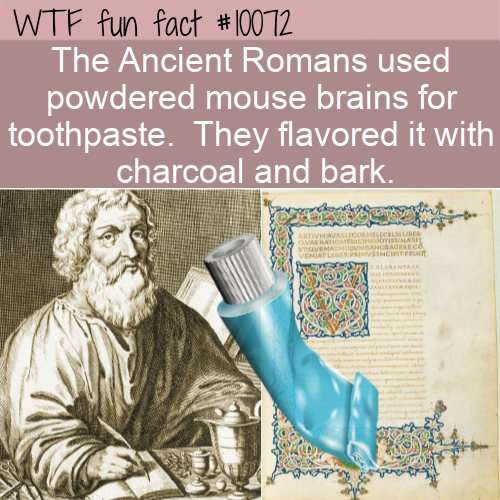 human behavior - Wtf fun fact The Ancient Romans used powdered mouse brains for toothpaste. They flavored it with charcoal and bark. S Vallen Ettimas Civema Aha Al Rental